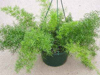 4.75T/10ASPARAGUS FERN SPRENGRI
