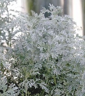 Z-4.75T/10ARTEMESIA PARFM D'ETHP