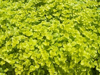 4.75T/10LYSIMACHIA GOLDILOCKS