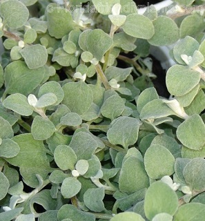 4.75T/10LICORICE VINE WHITE