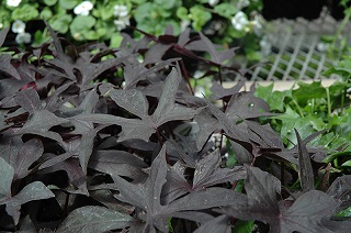 4.75T/10SWEETPOTATO VN BLACKIE