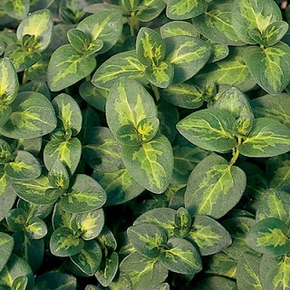 4T/10VINCA VINE MACULATA