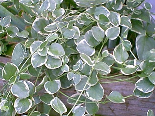 4T/10VINCA VINE VARIEGATED