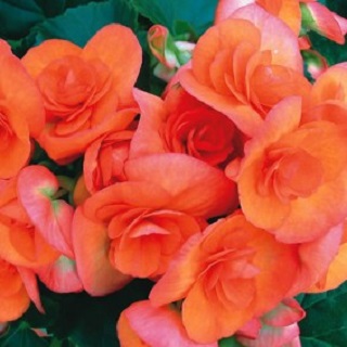 4.33T/8BEGONIA RIEGER ORANGE