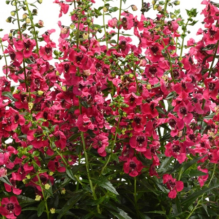 4.75T/10ANGELONIA GUARD ANGL PNK