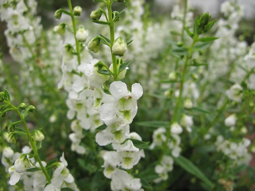 4.75T/10ANGELONIA ARCH WHITE