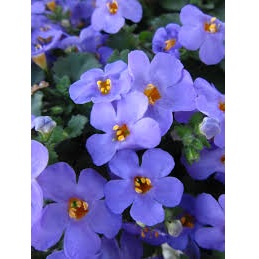 Z-4.75T/10ANGELONIA BIG GRAPE