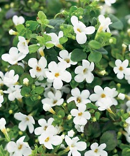4.75T/10BACOPA WHITE