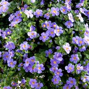 Z-4.75T/10DIASCIA TRINTY GRCE ES