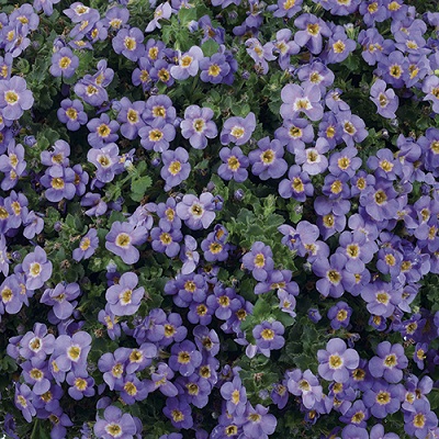 4.75T/10BACOPA GULLIVER BLUE