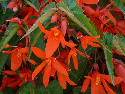 4.75T/10BEGON WTRFL ENCT ORNG