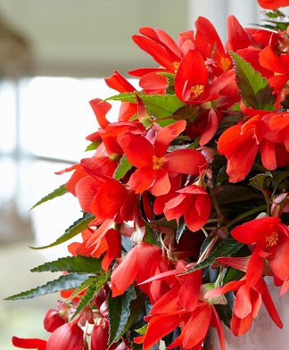 4.75T/10BEGON VIKING EX RED GL