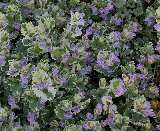 4.75T/10NEMESIA NESIA MAGENTA