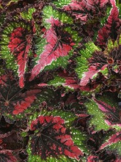 4.75T/10BEGON I'CON PORT HT ORNG