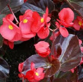 4.75T/10BEGON BIG BL RED