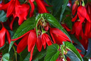 4.75T/10BEGON VIKING EX RS GL