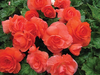 4.75T/10BEGON NONSTOP PEACH