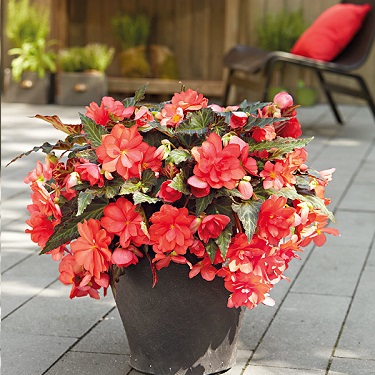 Z-4.75T/10BEGON I'CON BACH RED