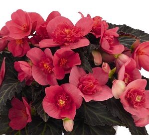 4.75T/10BEGON I'CON FKISS HT PNK