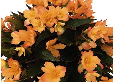 4.75T/10BEGON I'CON FKISS DELSOL