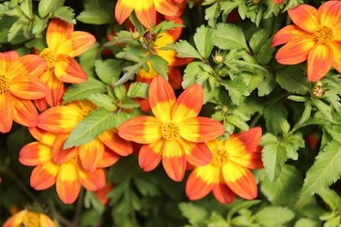 4.75T/10BIDEN BLAZING FLAME