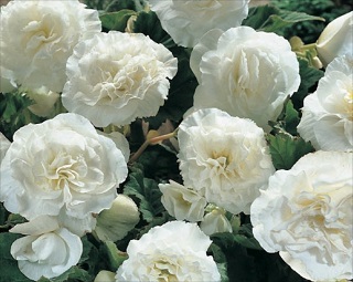 4.75T/10BEGON NONSTOP WHITE