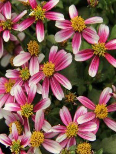 4.75T/10PETUNIA CT INK BLOT