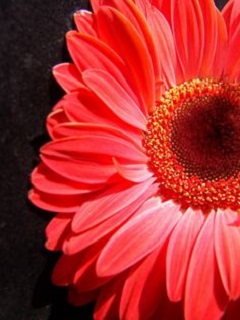 4.75T/10GERBERA JAGUAR ROSE/PINK