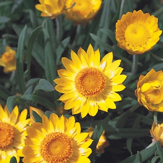 4.75T/10BRACT SUNBRERO YELLOW