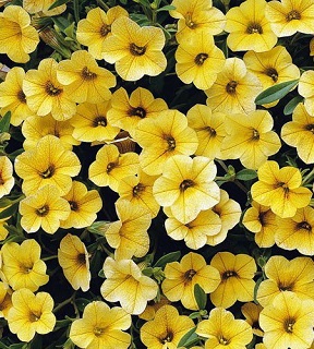 4.75T/10CALI CABARET YELLOW