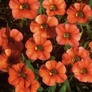 4.75T/10CALI CABARET BRT ORANGE