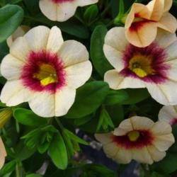 4.75T/10BEGON SOLENIA ORANGE