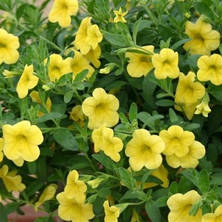 Z-4.75T/10BRACT GRANVIA CRIM SUN