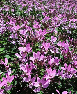 Z-4.75T/10CLEOME SPARKLR 2.0 RSE