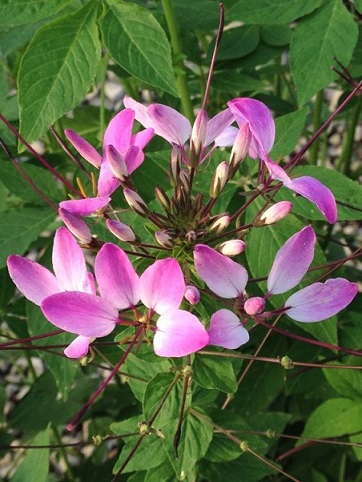 4.75T/10CLEOME CLIO MAGENTA