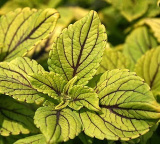 4.75T/10COLEUS TRAILING YOSEMITE
