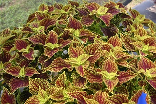 4.75T/10COLEUS COLEOSAURUS