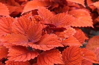 4.75T/10COLEUS INFERNO