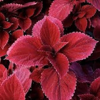 4.75T/10COLEUS WITCHES BREW