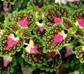 4.75T/10COLEUS TRAILING IGUAZU