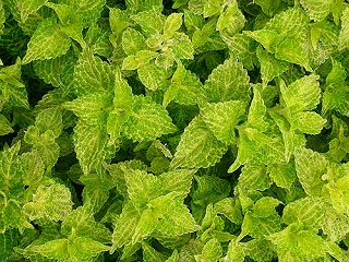 4.75T/10COLEUS ELECTRIC LIME