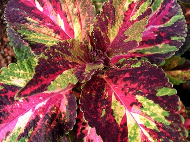 4.75T/10COLEUS MN ST LA RAMBLA