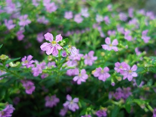 4.75T/10CUPHEA ALLYSON