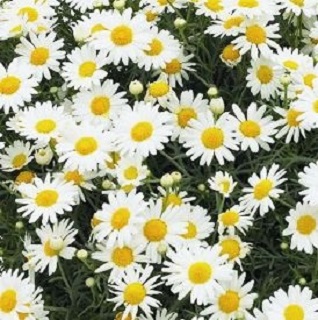4.75T/10ARGYRANTHEMUM WHITE