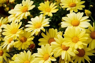 4.75T/10ARGYRANTHEMUM YELLOW