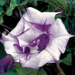 4.75T/10DATURA PURPLE BALLERINA