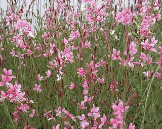 4.75T/10GAURA PINK