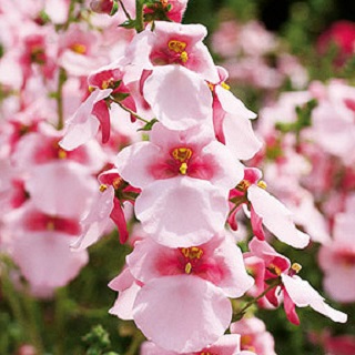 4.75T/10DIASCIA TRINITY PINK