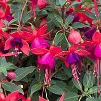 4.75T/10AGERATUM MONARCH MAGIC