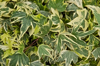4.75T/10HEDERA IVY GOLD CHILD
